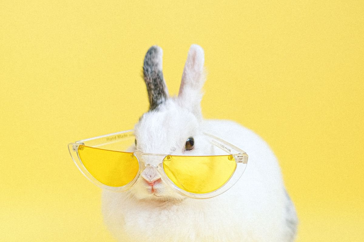 Pet Products wholesale products